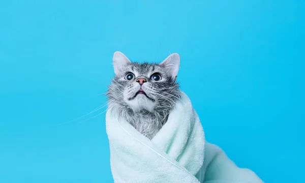 Gatos tomam banho? Sim, mas não podem ser frequentes!